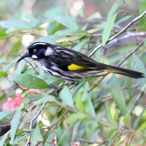 Phylidonyris novaehollandiae at Mogo State Forest - 6 Jul 2019