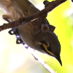 Caligavis chrysops at Broulee, NSW - 13 Jul 2019 12:46 PM