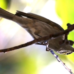 Caligavis chrysops at Broulee, NSW - 13 Jul 2019 12:46 PM