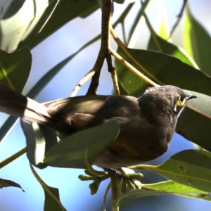 Caligavis chrysops at Broulee, NSW - 13 Jul 2019 12:46 PM