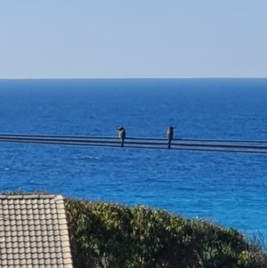Merops ornatus at Peregian Beach, QLD - 21 Jul 2019