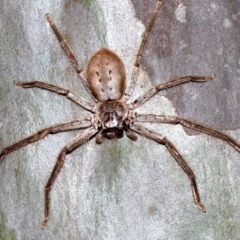 Isopeda sp. (genus) (Huntsman Spider) at Rosedale, NSW - 8 Jul 2019 by jbromilow50
