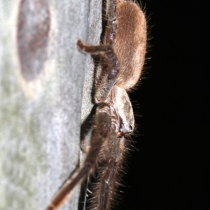 Isopeda sp. (genus) at Rosedale, NSW - 8 Jul 2019