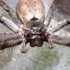 Isopeda sp. (genus) at Rosedale, NSW - 8 Jul 2019 08:43 PM