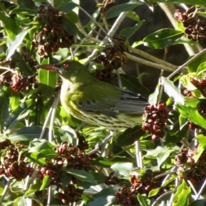 Oriolus sagittatus at Wandella, NSW - 21 Jul 2019 10:39 AM