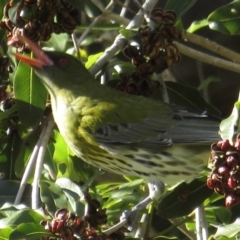 Oriolus sagittatus at Wandella, NSW - 21 Jul 2019 10:39 AM