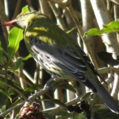 Oriolus sagittatus at Wandella, NSW - 21 Jul 2019 10:39 AM