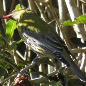 Oriolus sagittatus at Wandella, NSW - 21 Jul 2019