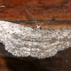 Phelotis cognata (Long-fringed Bark Moth) at Rosedale, NSW - 29 Mar 2019 by jbromilow50