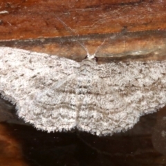 Phelotis cognata at Rosedale, NSW - 29 Mar 2019