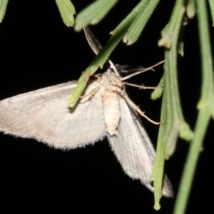 Phelotis cognata at Guerilla Bay, NSW - 11 Jul 2019 08:53 PM