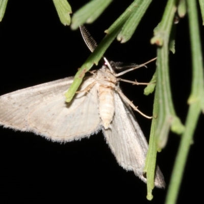 Phelotis cognata (Long-fringed Bark Moth) at Guerilla Bay, NSW - 11 Jul 2019 by jb2602