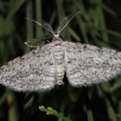 Phelotis cognata at Guerilla Bay, NSW - 11 Jul 2019 08:53 PM