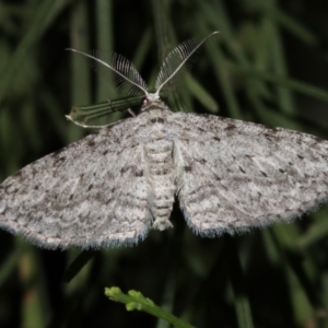 Phelotis cognata at Guerilla Bay, NSW - 11 Jul 2019 08:53 PM