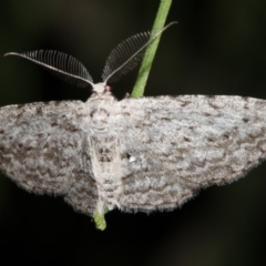 Phelotis cognata at Guerilla Bay, NSW - 11 Jul 2019 08:53 PM