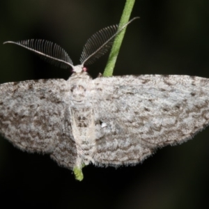 Phelotis cognata at Guerilla Bay, NSW - 11 Jul 2019 08:53 PM