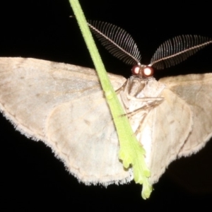 Phelotis cognata at Guerilla Bay, NSW - 11 Jul 2019 08:53 PM