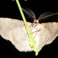 Phelotis cognata at Guerilla Bay, NSW - 11 Jul 2019 08:53 PM