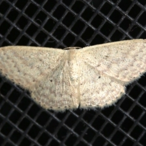 Scopula optivata at Rosedale, NSW - 14 Feb 2019