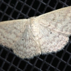 Scopula optivata at Rosedale, NSW - 14 Feb 2019 09:57 PM