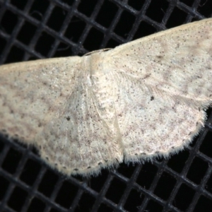 Scopula optivata at Rosedale, NSW - 14 Feb 2019