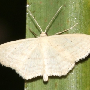 Scopula perlata at Rosedale, NSW - 25 Feb 2019 10:25 PM