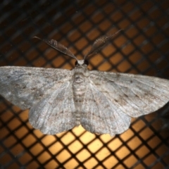 Phelotis cognata (Long-fringed Bark Moth) at Rosedale, NSW - 25 Feb 2019 by jb2602