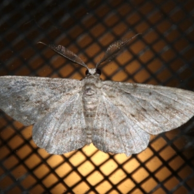 Phelotis cognata (Long-fringed Bark Moth) at Rosedale, NSW - 25 Feb 2019 by jb2602