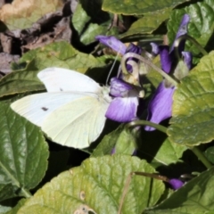 Pieris rapae (Cabbage White) at Kambah, ACT - 21 Jul 2019 by HarveyPerkins