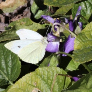 Pieris rapae at Kambah, ACT - 21 Jul 2019 01:33 PM