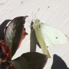 Pieris rapae at Kambah, ACT - 21 Jul 2019 01:33 PM