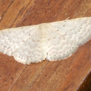 Idaea philocosma at Rosedale, NSW - 29 Mar 2019