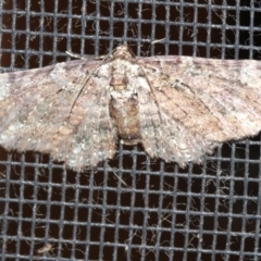 Unidentified Geometer moth (Geometridae) at Rosedale, NSW - 15 Mar 2019 by jb2602