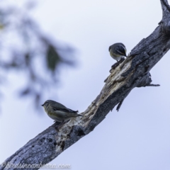 Pardalotus striatus (Striated Pardalote) at Red Hill Nature Reserve - 15 Jul 2019 by JonSteinbeck