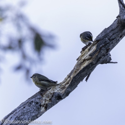 Pardalotus striatus (Striated Pardalote) at Red Hill Nature Reserve - 14 Jul 2019 by BIrdsinCanberra