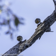 Pardalotus striatus at Red Hill Nature Reserve - 15 Jul 2019