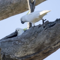 Cacatua galerita (Sulphur-crested Cockatoo) at The Pinnacle - 21 Jul 2019 by AlisonMilton