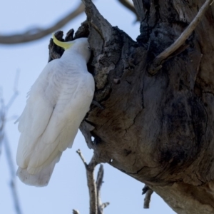 Cacatua galerita at Dunlop, ACT - 21 Jul 2019