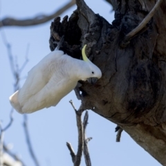 Cacatua galerita at Dunlop, ACT - 21 Jul 2019