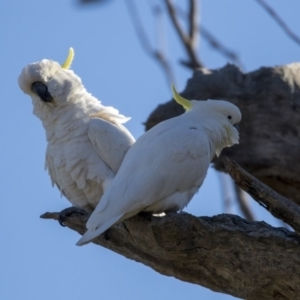 Cacatua galerita at Dunlop, ACT - 21 Jul 2019 10:44 AM