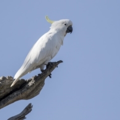 Cacatua galerita at Dunlop, ACT - 21 Jul 2019 10:44 AM