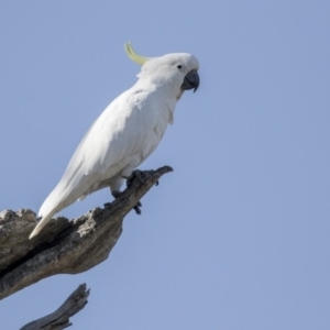 Cacatua galerita at Dunlop, ACT - 21 Jul 2019