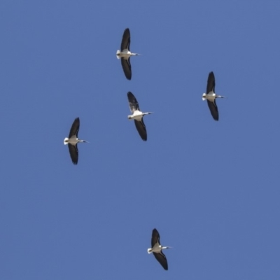 Threskiornis spinicollis (Straw-necked Ibis) at Hawker, ACT - 21 Jul 2019 by AlisonMilton