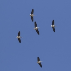 Threskiornis spinicollis at Hawker, ACT - 21 Jul 2019 11:34 AM