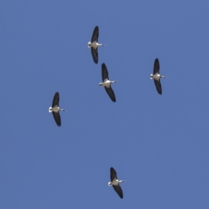 Threskiornis spinicollis at Hawker, ACT - 21 Jul 2019 11:34 AM