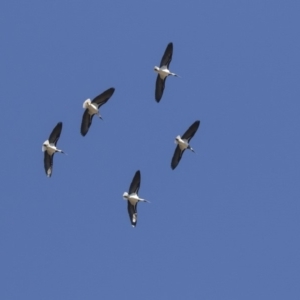 Threskiornis spinicollis at Hawker, ACT - 21 Jul 2019 11:34 AM