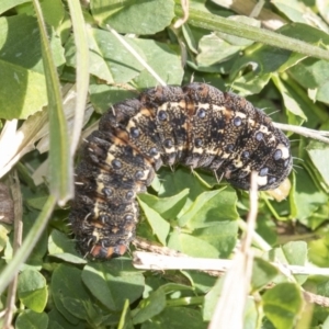 Apina callisto at Hawker, ACT - 21 Jul 2019