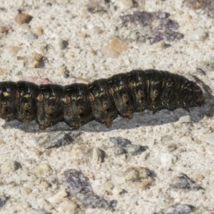 Apina callisto at Hawker, ACT - 21 Jul 2019