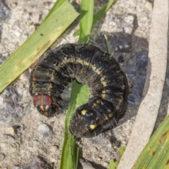 Apina callisto (Pasture Day Moth) at Scullin, ACT - 14 Jul 2019 by AlisonMilton