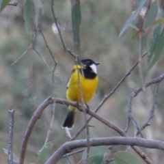 Pachycephala pectoralis (Golden Whistler) at Red Hill to Yarralumla Creek - 21 Jul 2019 by JackyF